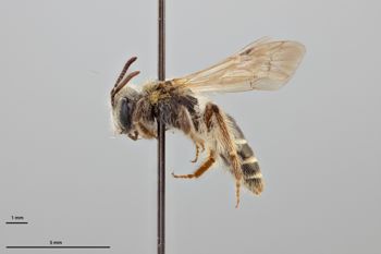 Media type: image;   Entomology 769579 Aspect: habitus lateral view